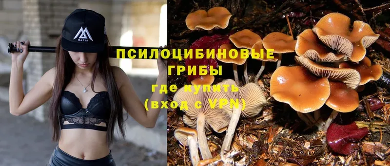 хочу   Кисловодск  OMG ТОР  Псилоцибиновые грибы MAGIC MUSHROOMS 